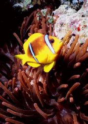 Anemone Fish in a Red Anemone, Jackson Reef, Strait of Tiran by Erich Reboucas 